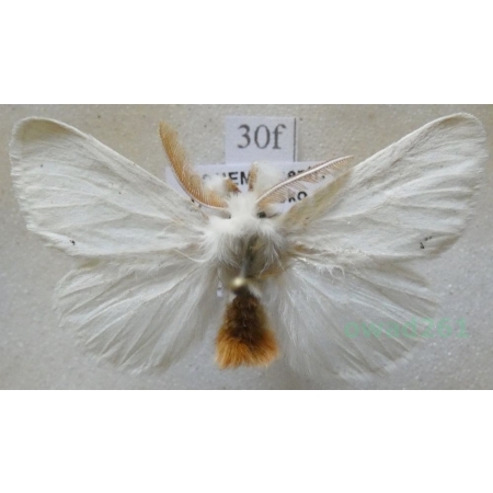 Euproctis chrysorrhoea (Linnaeus, 1758) male Kuprówka rudnica Czech30f